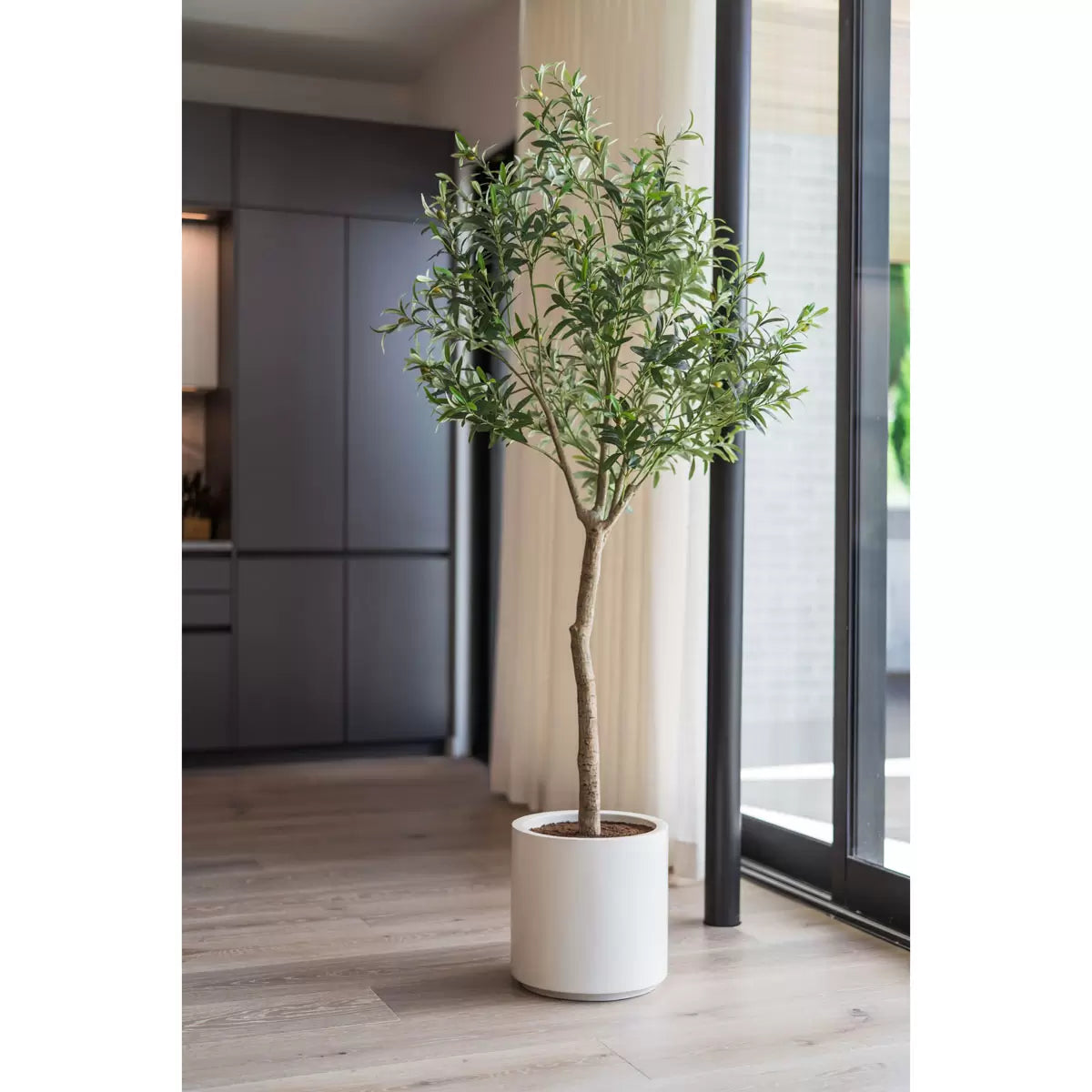 Olive Tree
