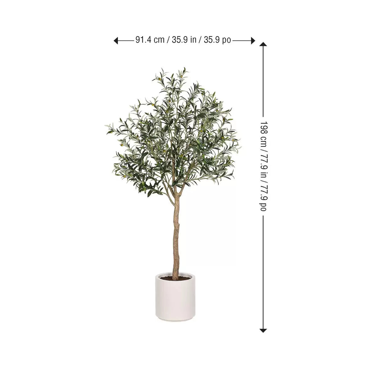 Olive Tree