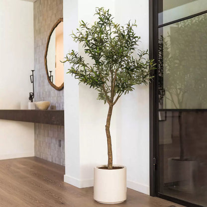 Olive Tree